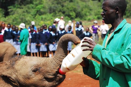 DayTour David Sheldrick Elephant Orphanage Trust ja kirahvi