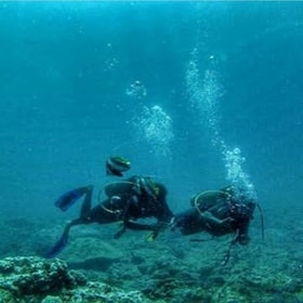 Dive with Ghalib in Kisite-Mpunguti Marine Park