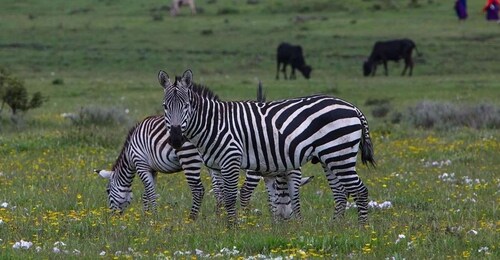 Boka med flexibilitet Dagsutflykt till Mkomazi nationalpark