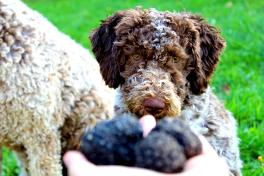 Truffle Hunting Experience near Parma with our dogs