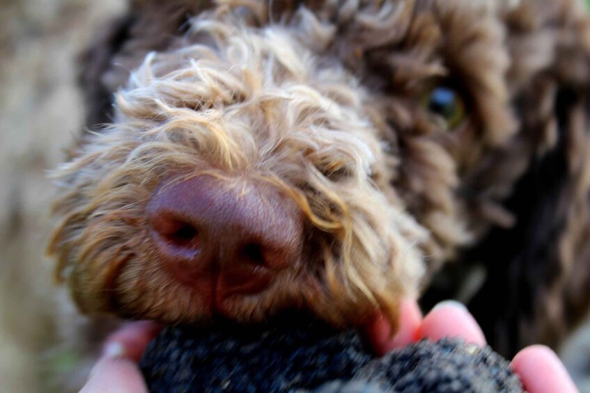 Picture 2 for Activity Truffle Hunting Experience near Parma with our dogs