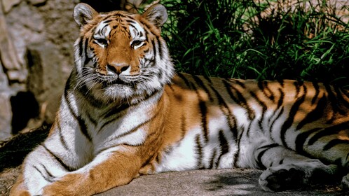 SAFARI EN EL PARQUE NACIONAL DE BARDIA TIGRE DE BENGALA DESDE 1988 7 DÍAS