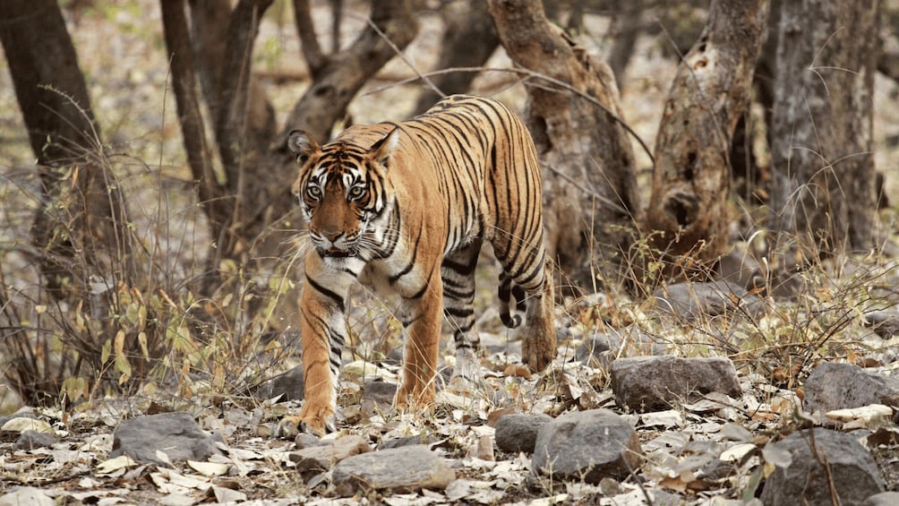 Picture 4 for Activity BARDIA NATIONAL PARK SAFARI। BENGAL TIGER।SINCE 1988।7DAYS