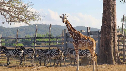 Coron Calauit Safari Tour (Private Tour)