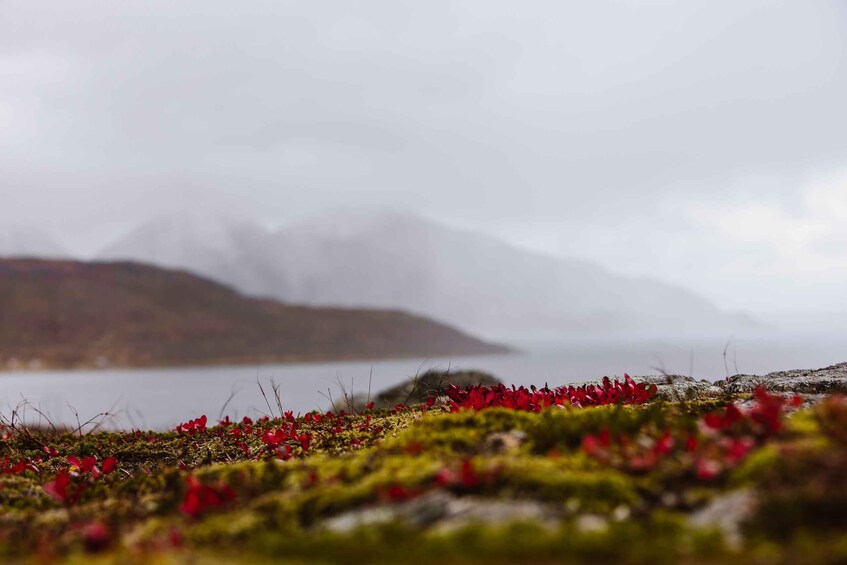 Picture 2 for Activity Tromso: Guided Fjord Expedition & Kvaløya Island with Lunch