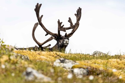 Tromso: Guided Fjord Expedition & Kvaløya Island with Lunch