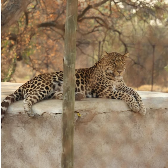 Picture 7 for Activity Kruger National Park Safari - 10days