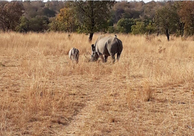 Picture 12 for Activity Kruger National Park Safari - 10days