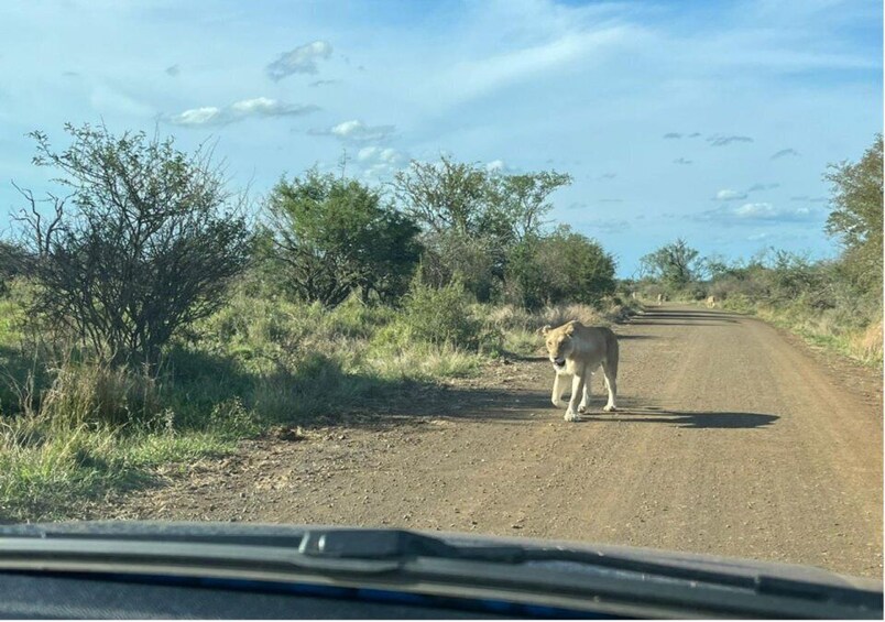 Picture 11 for Activity Kruger National Park Safari - 10days