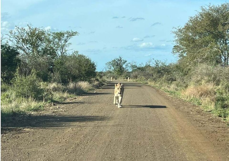 Kruger National Park Safari - 10days