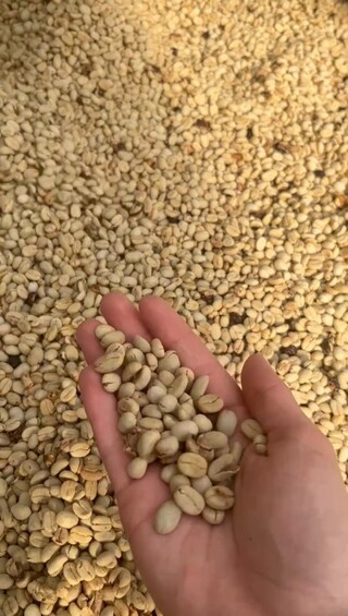 Picture 7 for Activity Coffe Tour: Land Rover Adventure, with Harvest and Tasting.