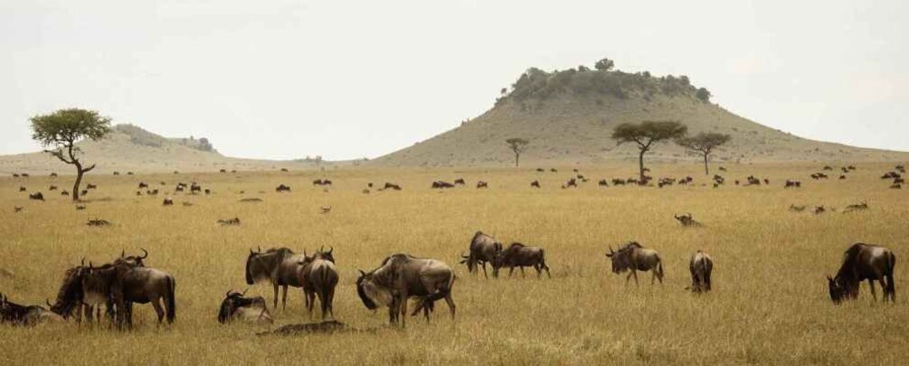 Explore Rift Valley And Maasai Mara Savanna