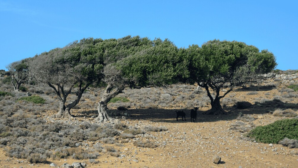 Picture 6 for Activity From Heraklion: Palm Forest Beach of Vai, Toplou & Sitia