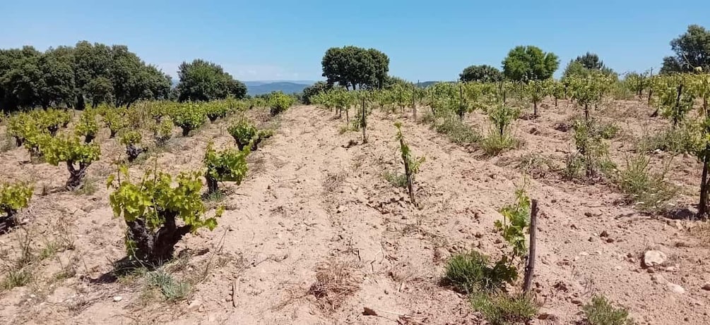 Picture 22 for Activity Discover Madrid’s Best: Exclusive Wine Tour & Tastings Await