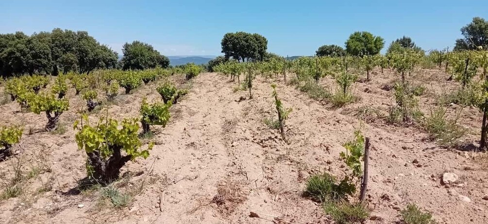 Picture 22 for Activity Discover Madrid’s Best: Exclusive Wine Tour & Tastings Await
