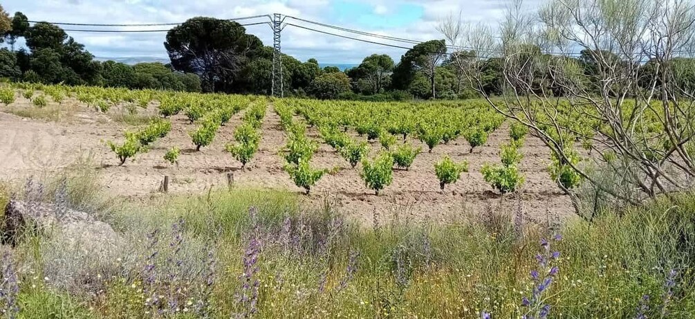 Picture 14 for Activity Discover Madrid’s Best: Exclusive Wine Tour & Tastings Await