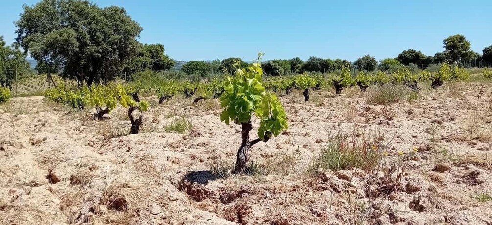 Picture 25 for Activity Discover Madrid’s Best: Exclusive Wine Tour & Tastings Await