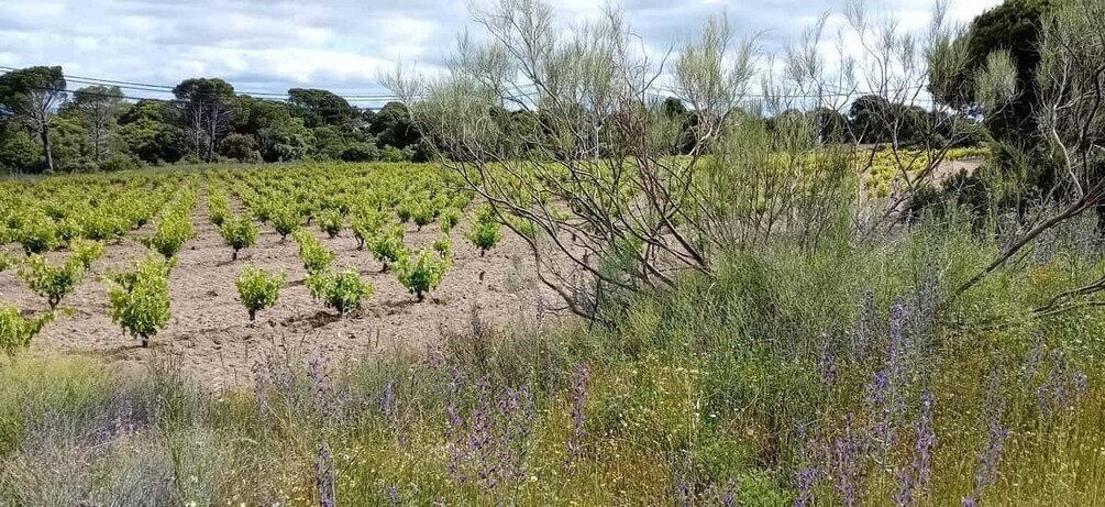 Picture 12 for Activity Discover Madrid’s Best: Exclusive Wine Tour & Tastings Await