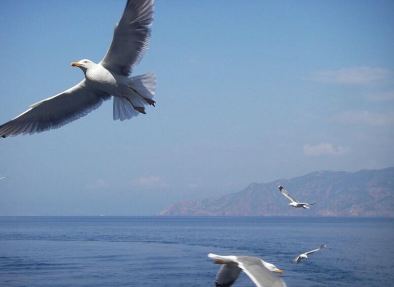 Picture 15 for Activity Cargèse: Calanques of Piana on a family boat