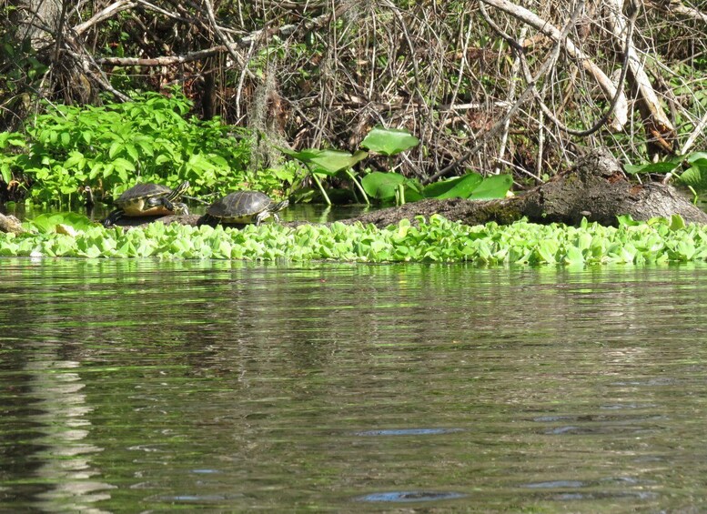 Picture 3 for Activity Orlando: Small Group Rock Springs Run Kayak Tour