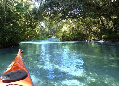 Orlando: Small Group Rock Springs Run Kayak Tour