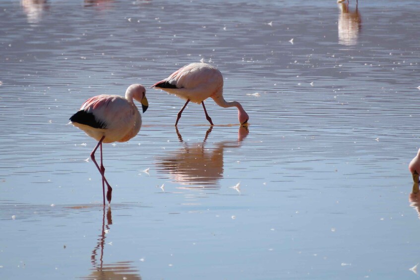 Picture 2 for Activity From Uyuni: Private Day trip Laguna Colorada.