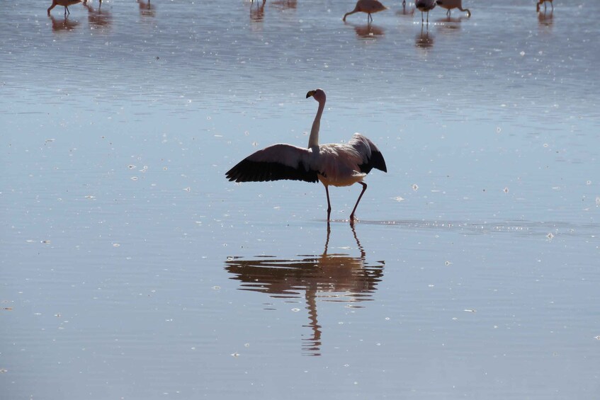 Picture 9 for Activity From Uyuni: Private Day trip Laguna Colorada.