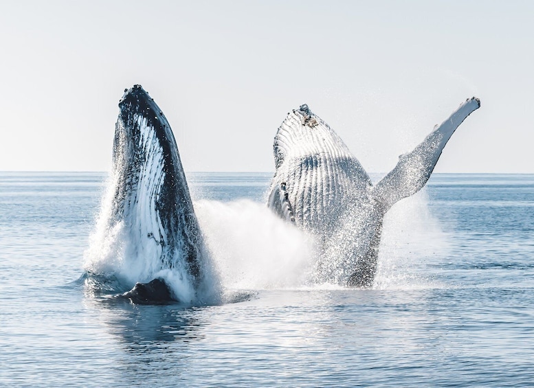 Hervey Bay: Half-Day Whale and Island Adventure by Boat