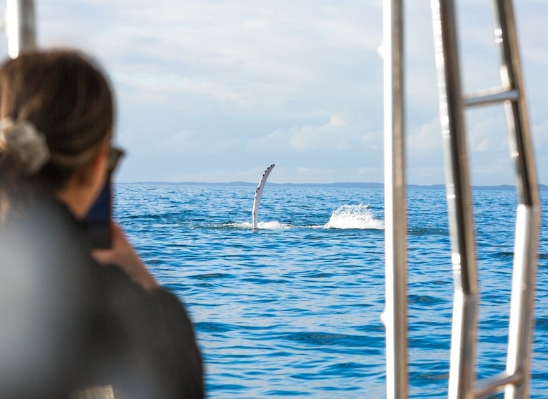 Picture 4 for Activity Hervey Bay: Half-Day Whale and Island Adventure by Boat