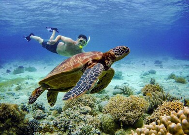 Wisata Snorkeling Sarden & Penyu Moalboal dan Air Terjun Kawasan