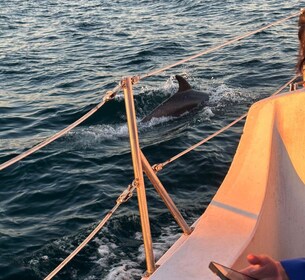 Dolphin Sighting Sunset Tour