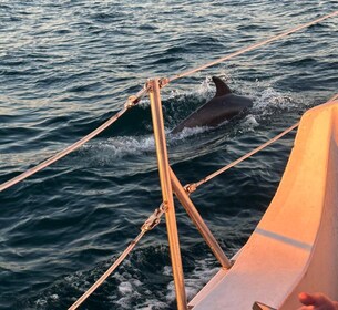 Excursión al atardecer con avistamiento de delfines