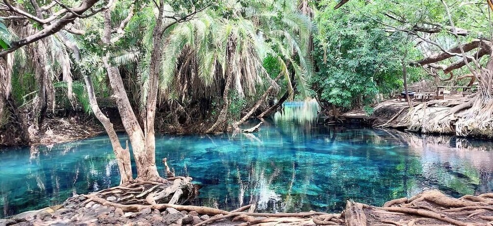 Kikuletwa Hotspring Day Trip