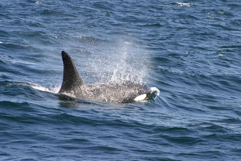 Picture 16 for Activity Private, Personalised & Exclusive Whale Watching