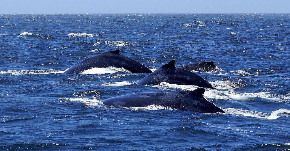 Picture 2 for Activity Private, Personalised & Exclusive Whale Watching