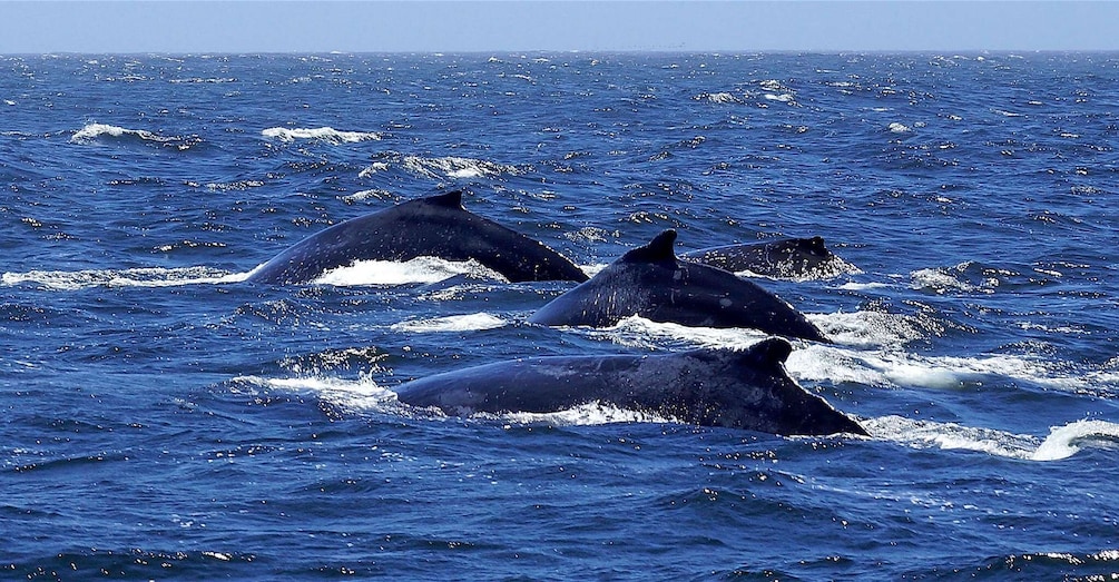 Picture 2 for Activity Private, Personalised & Exclusive Whale Watching