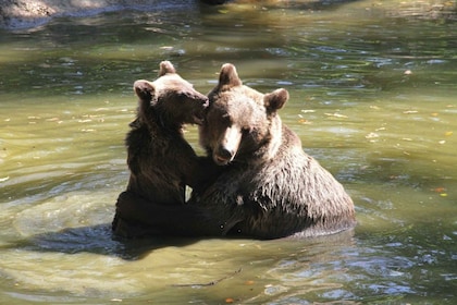 Brasov : Randonnée dans les monts Craiuli et visite du sanctuaire de l'ours