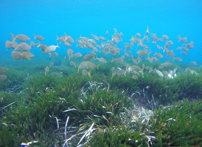 Picture 3 for Activity San José: Cabo de Gata Natural Park Kayak and Snorkel Tour