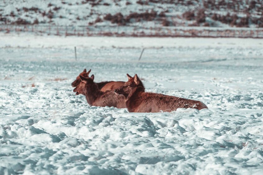 Picture 12 for Activity 5-Day Winter Yellowstone Wildlife Tour