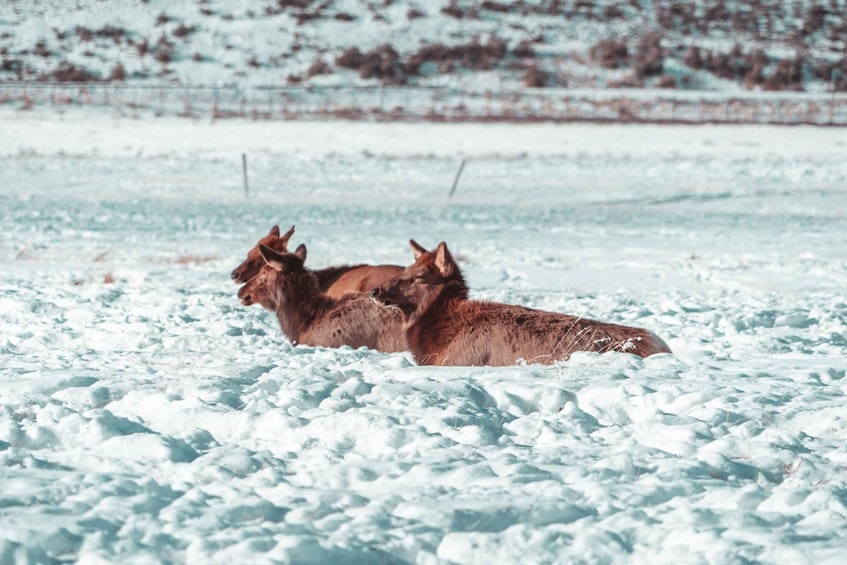 Picture 13 for Activity 5-Day Winter Yellowstone Wildlife Tour