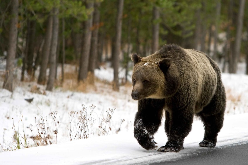 Picture 6 for Activity 5-Day Winter Yellowstone Wildlife Tour