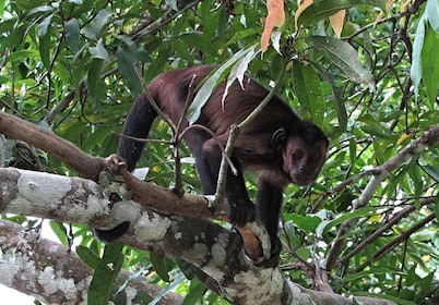 Depuis Iquitos || Excursion à l'île aux singes Journée complète ||