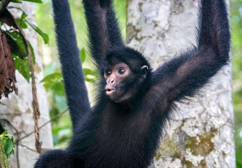 Picture 1 for Activity From Iquitos || Excursion to the Monkey Island Full Day ||