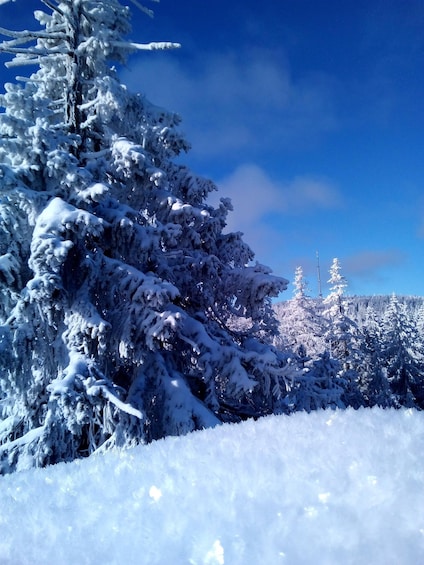 Picture 2 for Activity Fichtelgebirge: snowshoe hike