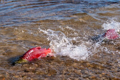 Kelowna: Mission Creek Salmon Run Audio Tour by E-Bike