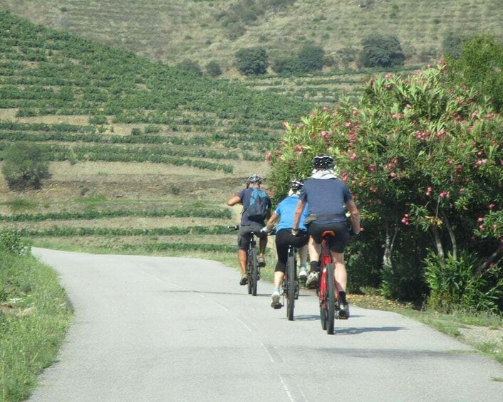 Picture 4 for Activity E-MTB - Vineyards Douro Tour