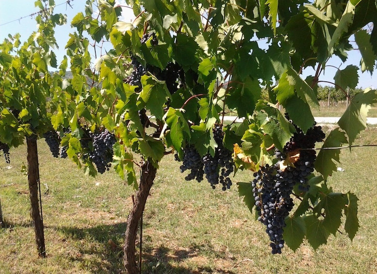 Picture 2 for Activity Wine Tour Spello in Tuk Tuk