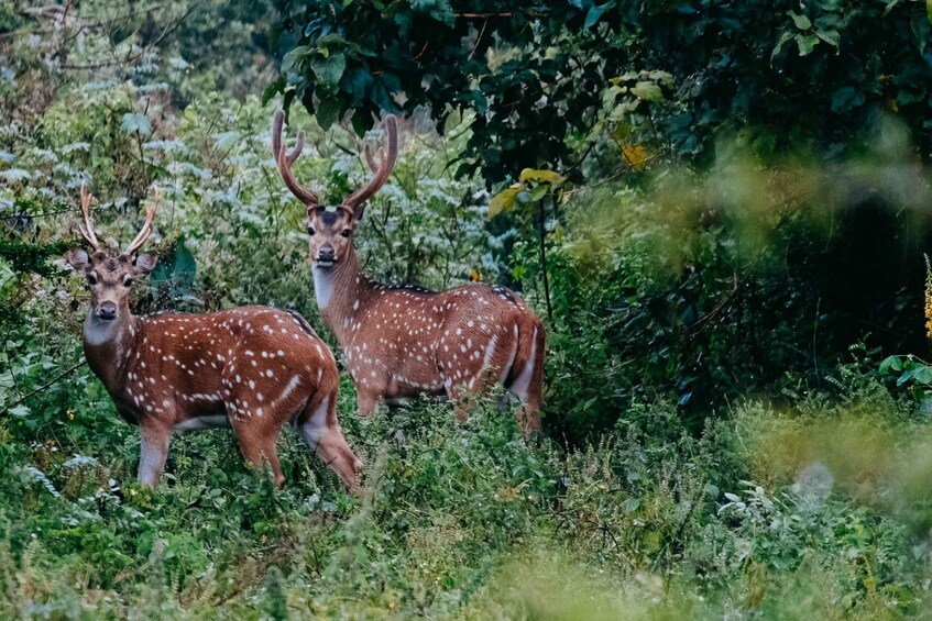 Picture 2 for Activity Udawalawe National Park: Entry Ticket & Half-Day Safari Tour