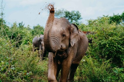 Parque Nacional Udawalawe: tour de safari de medio día