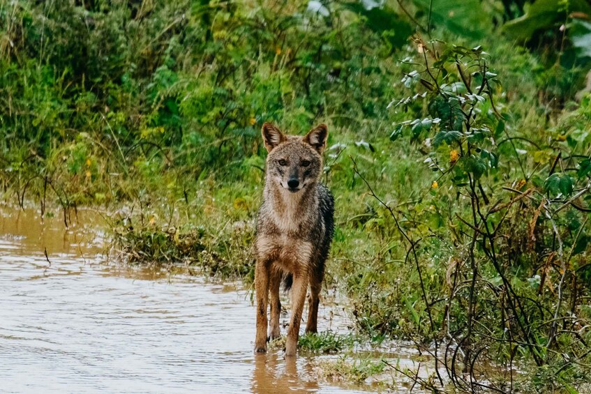 Picture 3 for Activity Udawalawe National Park: Entry Ticket & Half-Day Safari Tour